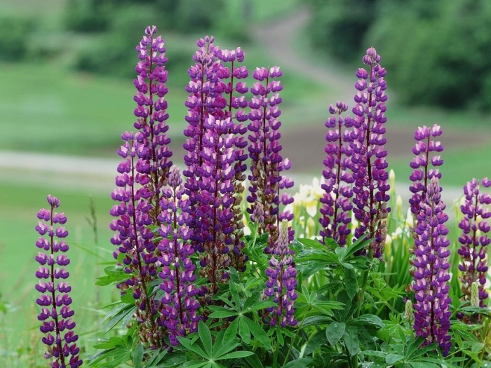 Люпин бордовый