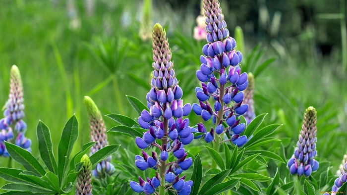 Люпин многолистный