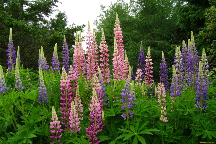 Люпин минарет