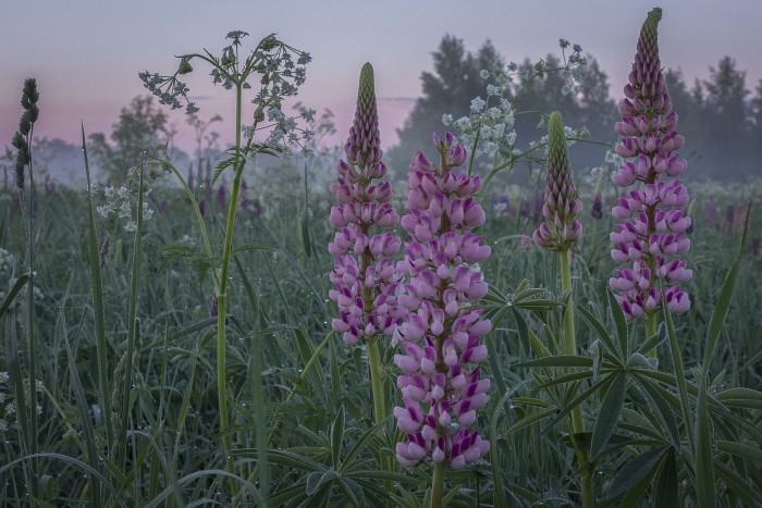 Люпин многолистный шандэлье