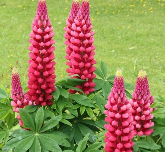 Люпин красный