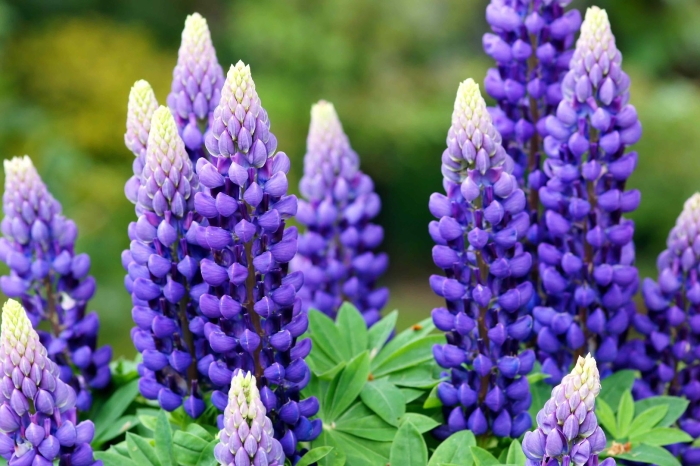 Люпин многолистный lupinus polyphyllus