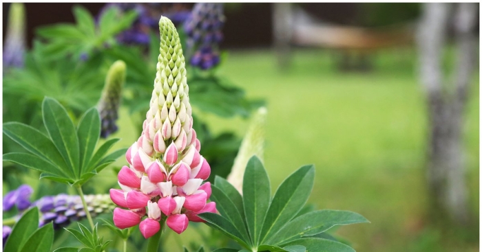 Люпин розовый