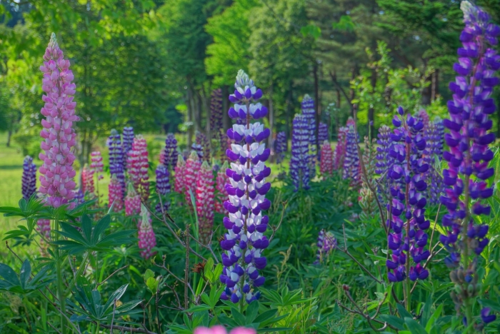 Цветок похожий на люпин