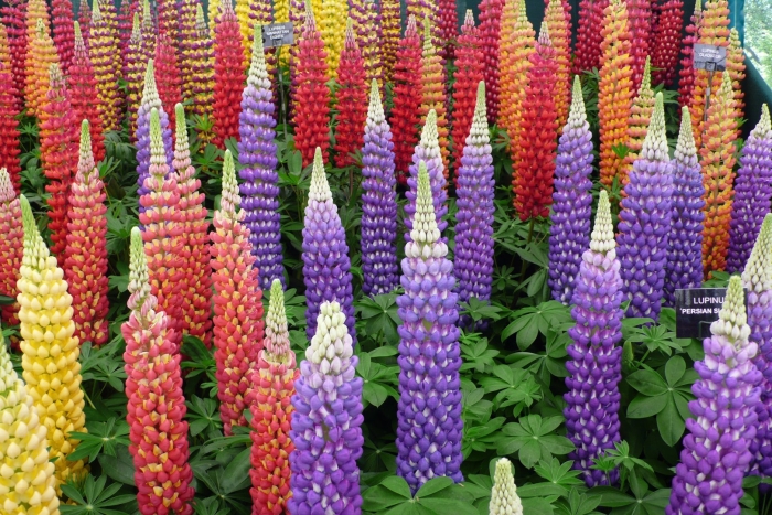 Люпин многолистный