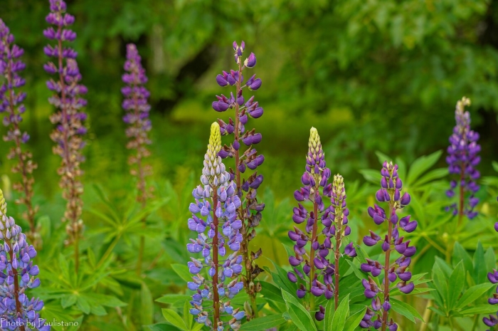 Люпин цветок многолетний