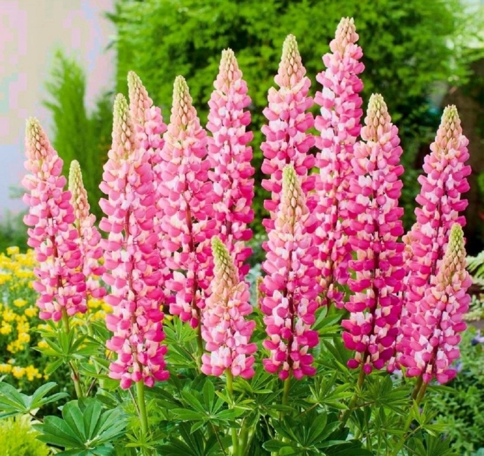 Люпин чателайн