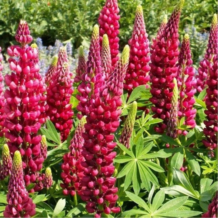 Люпин многолистный красный