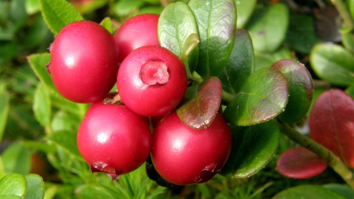 Брусника (vaccinium vitis-idaea)