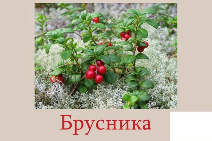 Брусника обыкновенная