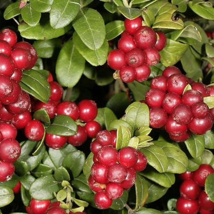 Брусника санна