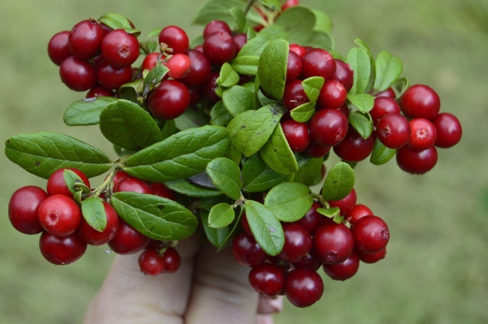 Брусника куст