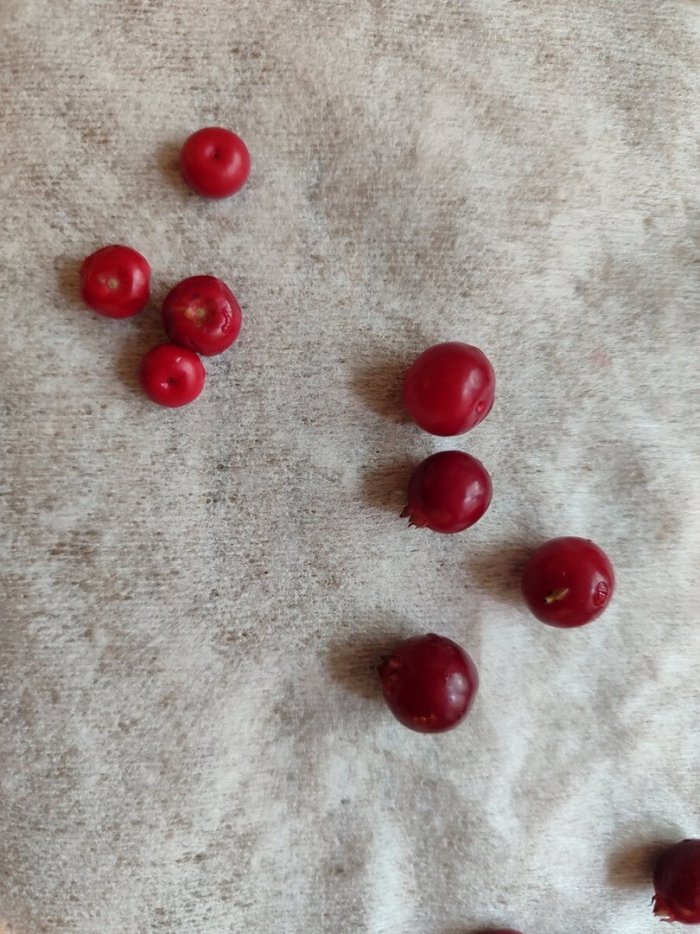 Толокнянка ягода