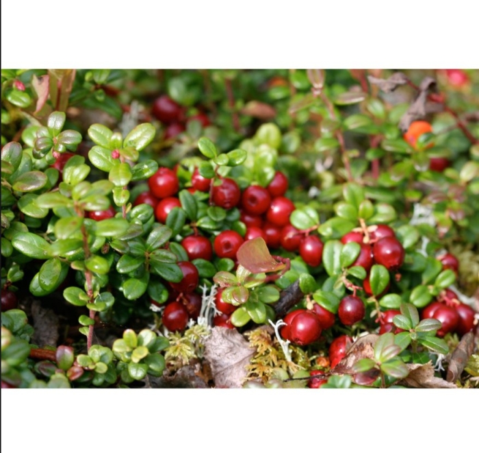 Клюква и брусника разница