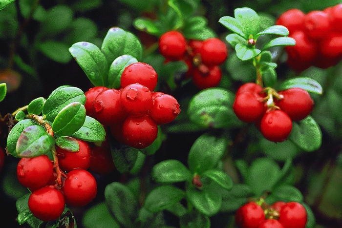 Мазовия брусника