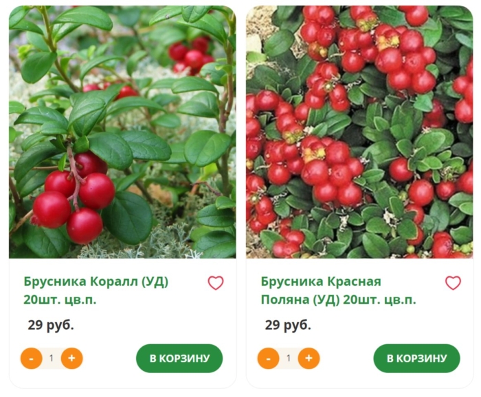 Брусника коралл р9