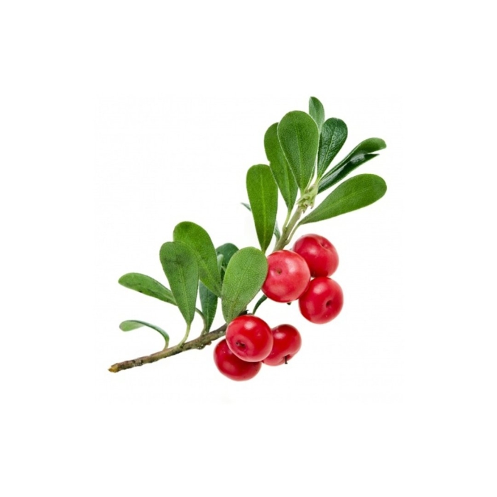 Толокнянка обыкновенная медвежье ушко