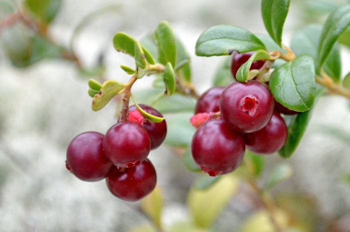 Брусника обыкновенная (vaccinium vitis-idaea)
