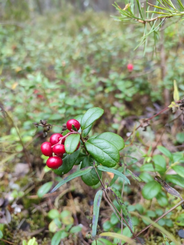 Брусника лесная обыкновенная