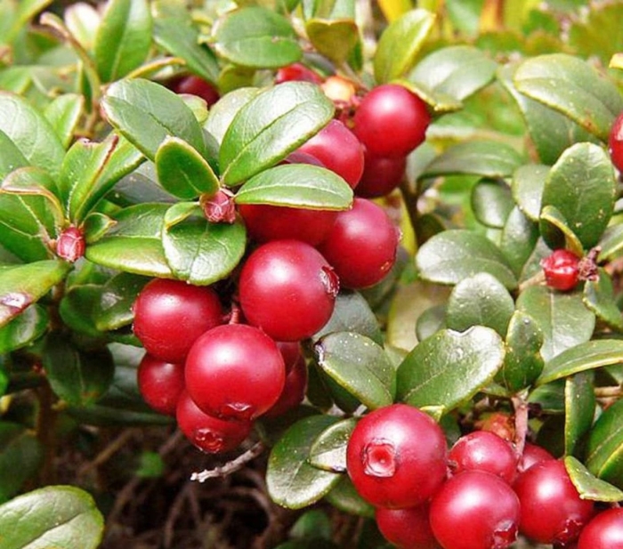 Ягода брусника