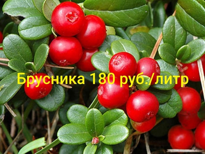 Брусника лесная