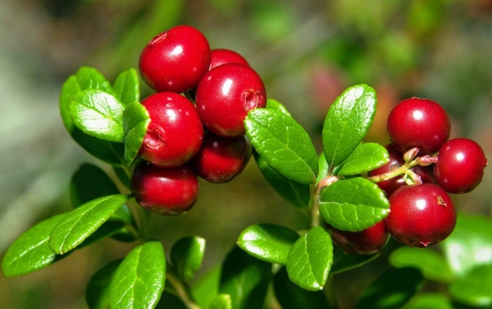 Cranberries (vaccinium macrocarpon)
