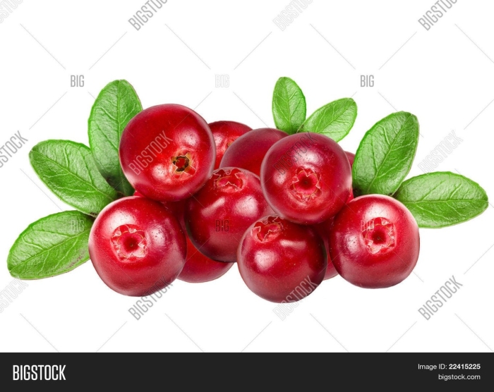 Брусника на белом фоне