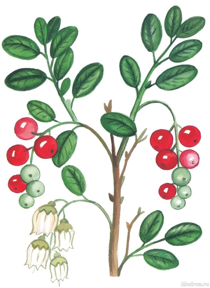 Раскраска брусника