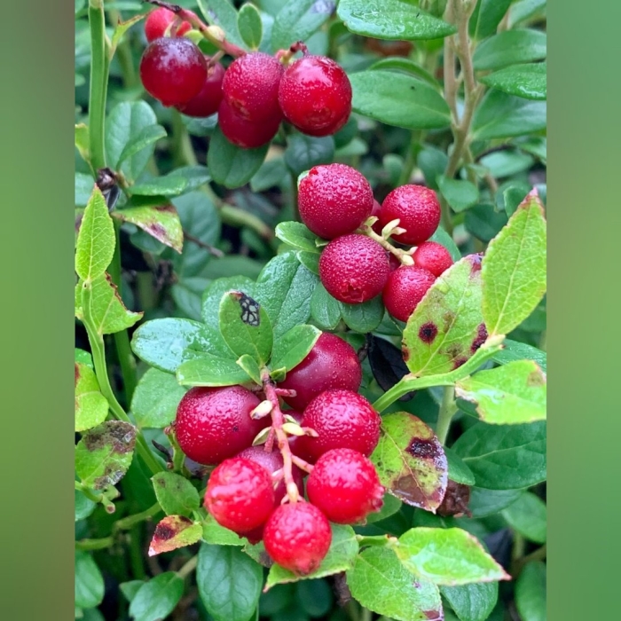 Брусника ред перл