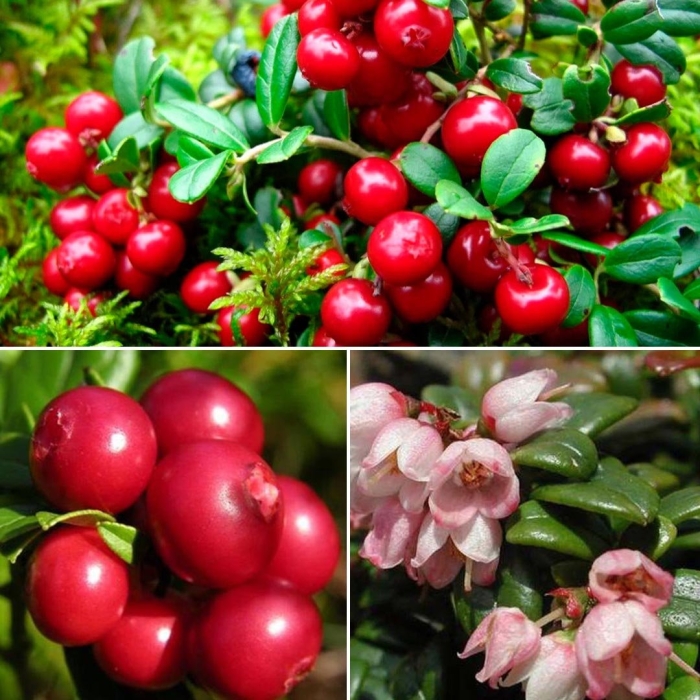 Брусника обыкновенная  ред перл