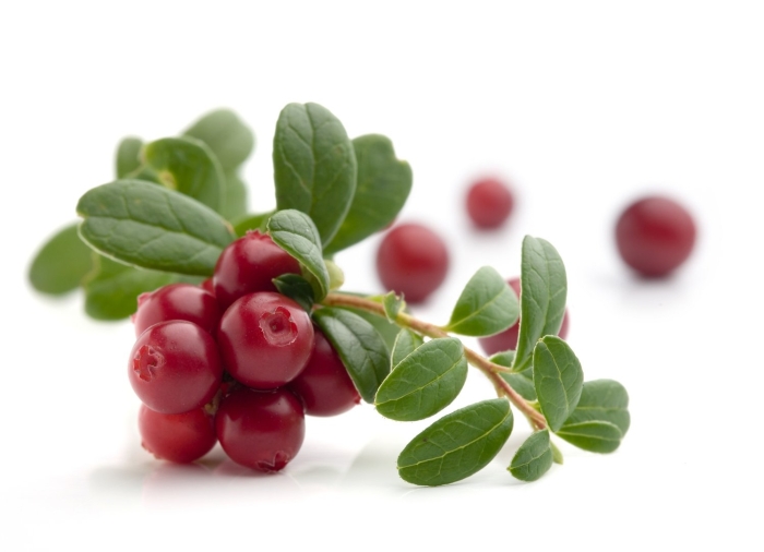 Брусника лист