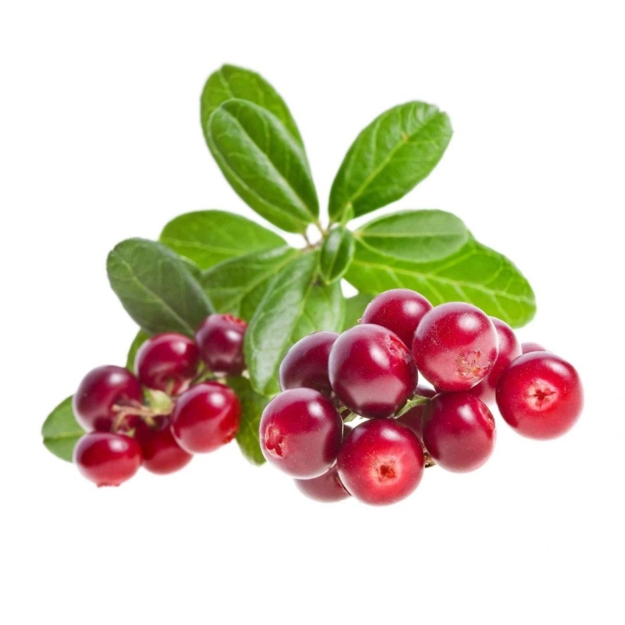 Клюква на белом фоне