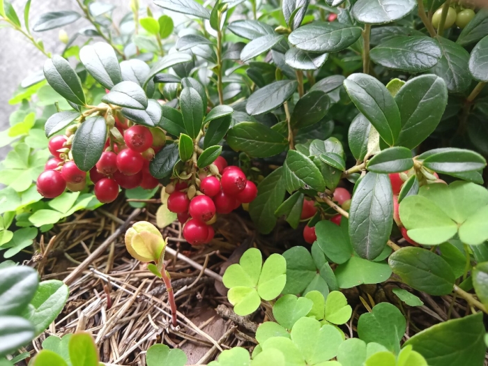 Брусника vaccinium vitis-idaea runo bielawskie