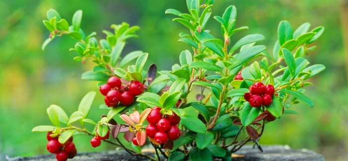 Vaccinium macrocarpon