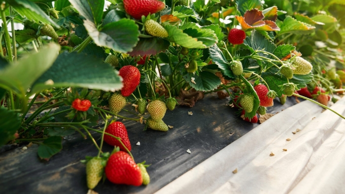 Ремонтантная клубника грядки