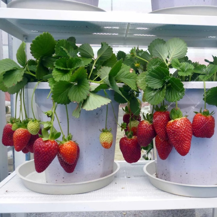 Клубника каскадная ремонтантная