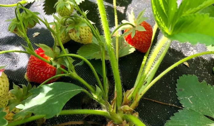 Земляника садовая манилл