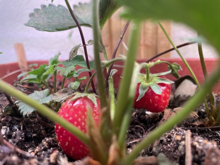 Клубника сорт