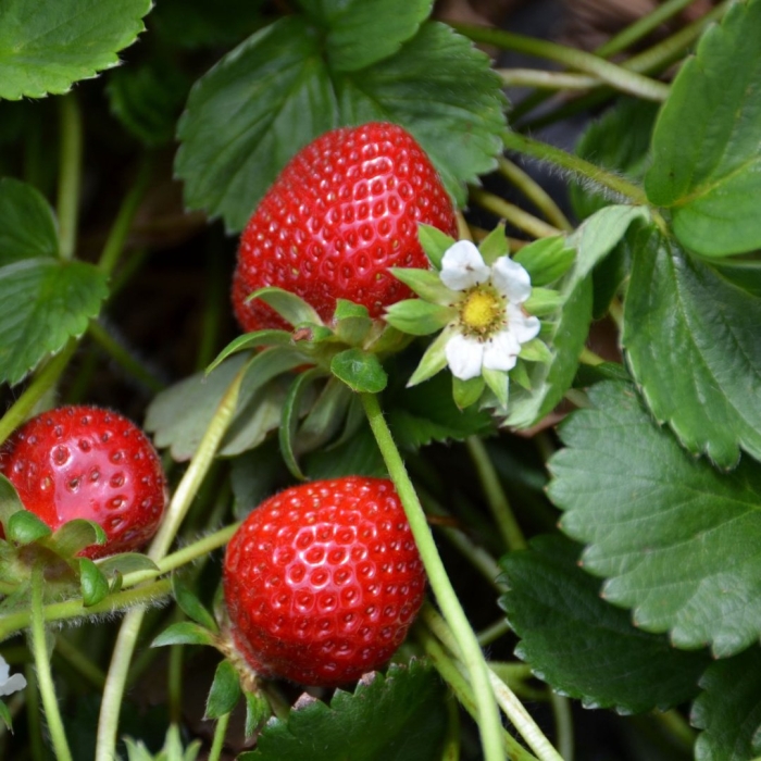 Куст клубники