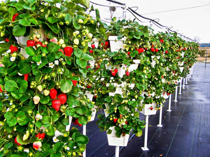 Ремонтантная клубника