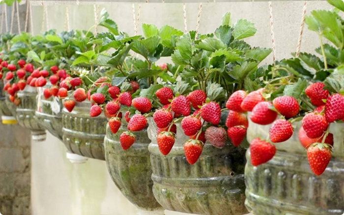 Ампельная клубника