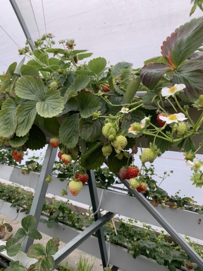 Теплица для клубники