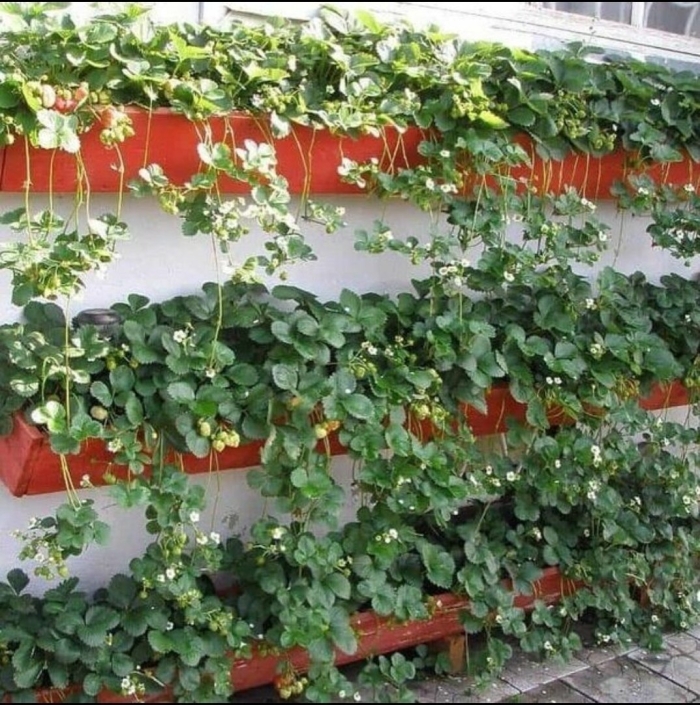 Земляника ампельная