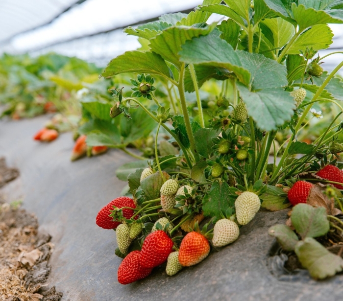 Клубника ремонтантная альбион