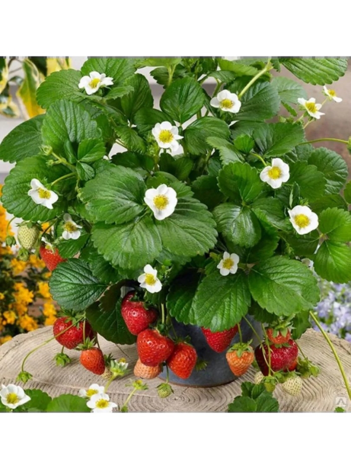 Клубника ремонтантная альбион