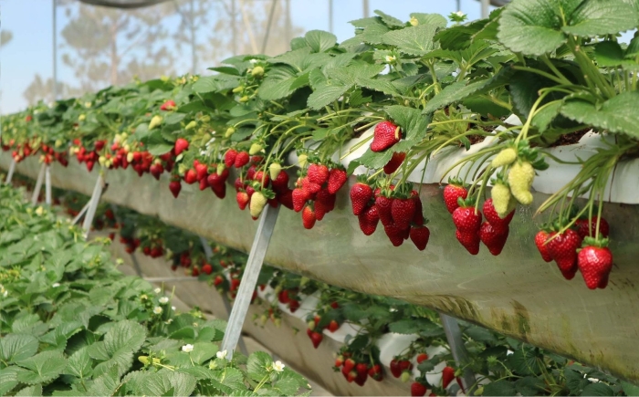 Ремонтантная клубника в теплице