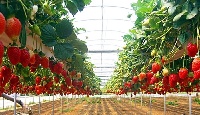 Гидропонные теплицы клубника