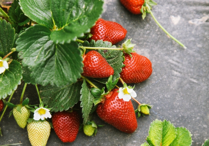 Клубника ремонтантная арабелла