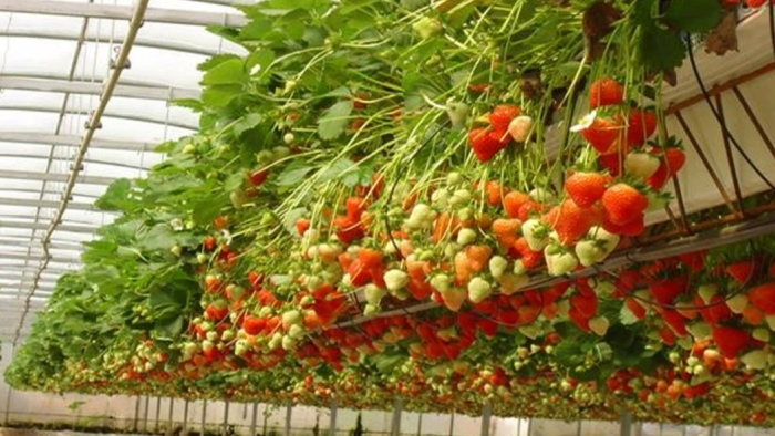 Выращивание клубники в теплице