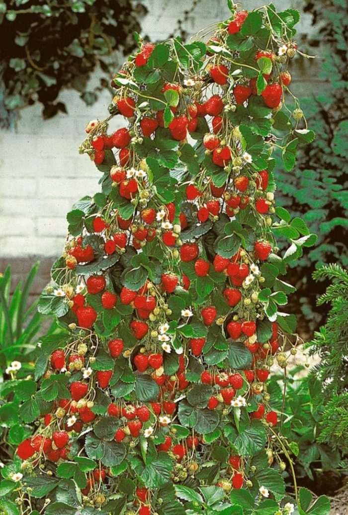 Клубника ампельная